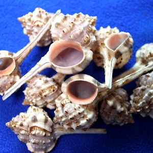 MUREX HAUSTELLUM, Mirror Embellishments, Shells For Crosses, Beach Decor SS-473 - Picture 1 of 11