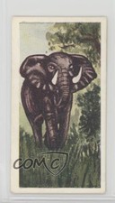1954 Neilson's Chocolate Interesting Animals African Elephant #31 n1u