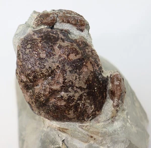 Krabbe, Harpactoxanthopsis quadrilobata, Tertiär, Eozän, Kücknitz, GER -k93 - Bild 1 von 5