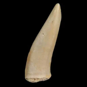 1.7" Saber Toothed Herring Fossil Fang Enchodus Libycus Cretaceous COA Stand - Picture 1 of 9