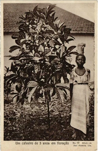 PC CPA ANGOLA, S. THOMÉ, UM CAFEEIRO DE 3 ANOS, ALTE POSTKARTE (b20849) - Bild 1 von 2