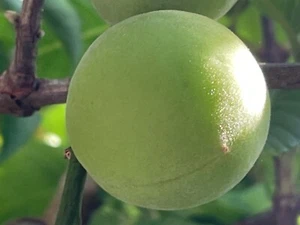 1 Very Rare Grafted Donut Peach,Flat Peach, Saturn Peach, DOUGHNUT PEACH Tree - Picture 1 of 5