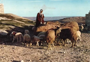 Postcard Lebanon Liban Berger Shepherd c1955 sheep landscape - Picture 1 of 2