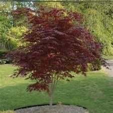 Japanese Maple