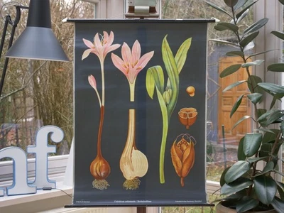 VINTAGE | SCHULWANDKARTE HERBSTZEITLOSE Colchicum JUNG  QUENTELL | SCHOOL CHART - Bild 1 von 4