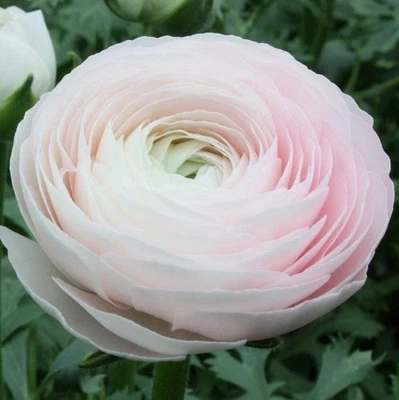Fácil de cultivar italiano Ranunculus Cloni éxito Hanoi 3 bulbos de plantas, zonas 8-10 Foto 1 de 4