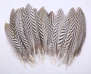 SILVER PHEASANT Natural Feathers 4-10” (Craft/hats/Halloween) VARIOUS QUANTITY - Picture 1 of 3