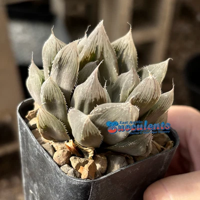 Haworthia obtusa híbrido - suculenta enraizada viva Foto 1 de 4