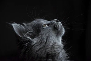 LINDO GATITO/GATO GRIS de alta calidad 11 x 8,5 pulgadas impresión foto/póster - Imagen 1 de 1