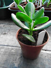 crassula ovata, jade, lucky money plant, succulent