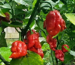 20 Fresh Super-Hot New Harvested Scorpion Butch T Red Premium Pepper Seeds-B 10 - Picture 1 of 5