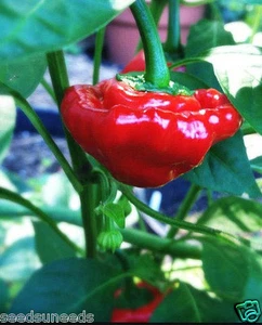 Jamaican Hot Red Chilli Chili Chile Pepper Seeds UK SELLER - Picture 1 of 2