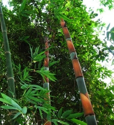 Dendrocalamus grandis (Giant Asian Clumping Bamboo) 10 SEEDS •Garden Plant Trees - Image 1 of 2