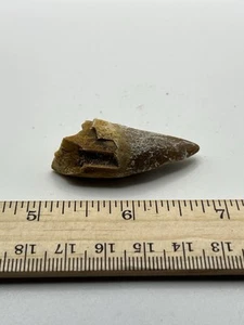 BASILOSAURUS TOOTH FOSSIL Late Eocene 40 Mi Yrs Old Artiodactyl 1.75” SC 221 - Picture 1 of 5