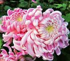 Chryzantema Różowy Dziedziniec Nasiona kwiatów Heirloom Duże Ładne Kwiaty Bonsai