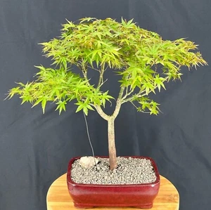 Trained Japanese Green Maple Bonsai Tree 17"H Outdoor Acer Palmatum Live Plant - Picture 1 of 2