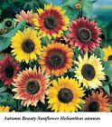 Seed Autumn Beauty Sunflower Tournesol  Daisy Helianthus Annuus Mix 60in Seeds +