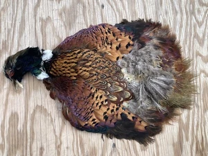 Rooster RINGNECK PHEASANT SKIN No Wings No Tail FLY TYING/Fishing 2nd Quality - Picture 1 of 16