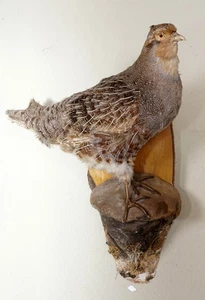 Schönes Rebhuhn Partridge Taxidermy Perdix perdix mit Bescheinigung - Bild 1 von 3