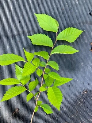 1-2 ft tall Slippery Elm tree 1-2 year old plant (Ulmus Rubra) Bare root - Image 1 of 3
