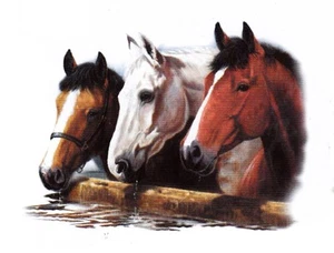 SWEAT SHIRT  HAUTE QUALITE . CHEVAUX .   S. M. L. XL. XXL. XXXL. + ENFANTS. NEUF - Picture 1 of 1