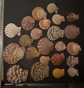COLLECTION COQUILLAGE : VALVES DE PECTEN lot de 26 - Foto 1 di 4