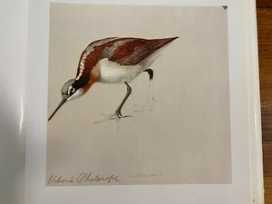 Louis Agassiz Fuertes & The Singular Beauty of Birds, "Wilson's Phalarope" Print - Picture 1 of 1
