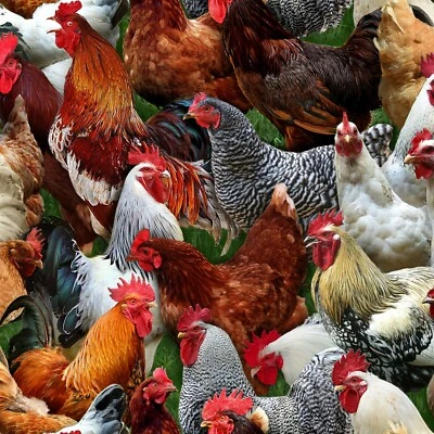 ELIZABETH STUDIOS Fabric Roosters Hens Chickens Real Look Full Cotton ELIZABETH 1/4 yard 601-MUL