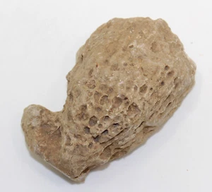 Spugna, Laoceatis paradoxa, Giura, Kimmeridge, Ebermannstadt, Repubblica Federale Tedesca -eb8990 - Foto 1 di 6