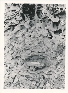 GUINÉE c. 1940 - Mère Termite - P 1331 - Picture 1 of 2