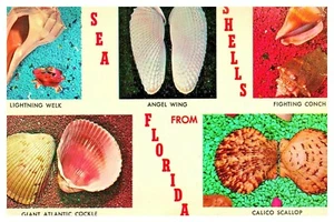 Caracola de lucha de mar conchas de Florida iluminadora Welk multivista postal de colección E7 - Imagen 1 de 2