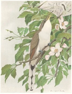 Original Early 1900s Louis Agassiz Fuertes Color Print - Yellow-Billed Cuckoo - Picture 1 of 2