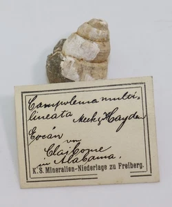 Schnecke, Campeloma multilineata, Tertiär, Eozän, Claiborne Alabama, USA -m62 - Picture 1 of 6