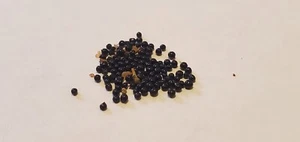 Massonia depressa 100x Seeds Wild near Vanrhydorp Bulb Xerophyte Hedgehog Lily - Picture 1 of 2