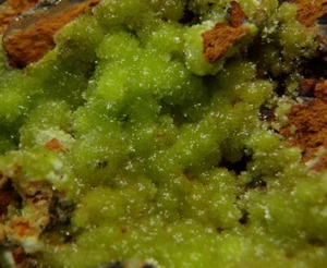 PYROMORPHITE - New Find ! - Rep. CONGO M`fouati District - Yanga Koubenza /pj771 - Picture 1 of 12