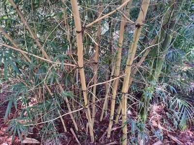 Hawaiian Gold / Painted Bamboo (Bambusa vulgaris ‘Vittata') - One Rooted Cutting - Image 1 of 3
