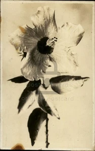 RPPC Hawaii c1910 Hibiscus Flower Real Photo Postcard 117477 - Picture 1 of 5