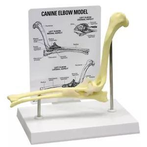 Gomito canino GPI modello anatomico con chiave LFA #9070 Facci un'offerta! VEDI VIDEO - Foto 1 di 2