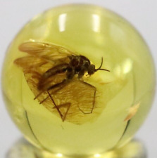 Amber Bead 7.8 mm NOT DRILLED Sphere with Rare Insect trapped for Million Years