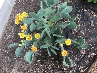 Semillas de cactus---25 SEMILLAS - Nopal - Resistente al invierno Foto 1 de 4