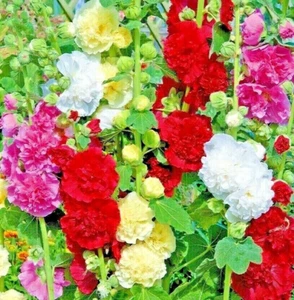 200+ GIANT HOLLYHOCK SEEDS HUMMINGBIRD SPRING MIX PLANTING FLOWERS FREE SHIPPING - Picture 1 of 3
