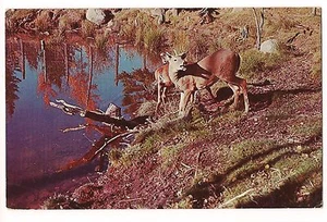DEER at FOREST POOL in AUTUMN Fall Vacationland Scene MAINE Postcard ME 1961 - Picture 1 of 2