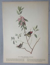 1942 Audubon #195 Ruby Crowned Kinglet & #196 Gyrfalcon Full Color Lithograph