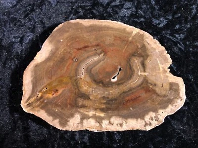 Rare Location!! Petrified Wood Tropical Hardwood Guatemala Tertiary Period 5.75” - Image 1 of 4