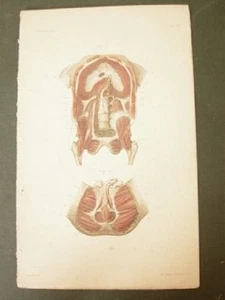 Gravure anatomique XIXème Antique French Anatomy engraving - Bild 1 von 1