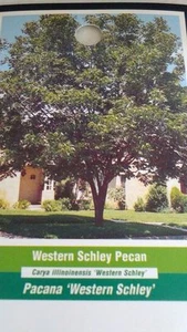 WESTERN SCHLEY PECAN TREE Shade Trees Live Healthy Plant Large Pecans Nuts Wood - Picture 1 of 2