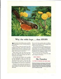 1950 The Travelers Insurance Robin Looking For Food Ephemera Ad - Picture 1 of 1