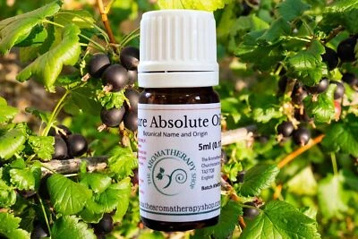 THE AROMATHERAPY SHOP LTD Perfumers Blackcurrant Bud Absolute / 10% in DPG