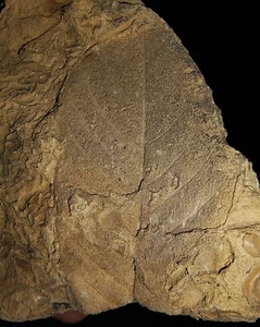 ¡¡INCREÍBLES AMONITAS!! FÓSIL DE PLANTA HOJA NATURAL DE JAVA, INDONESIA, 103MM - Imagen 1 de 6