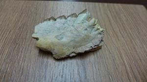 GEOLOGICAL ENTERPRISES Oligocene fossil Merycoidodon culbertsoni jaw and teeth - Picture 1 of 5
